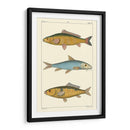 Peces De Agua Dulce Ii - Pretre | Cuadro decorativo de Canvas Lab