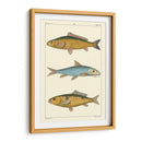 Peces De Agua Dulce Ii - Pretre | Cuadro decorativo de Canvas Lab