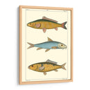 Peces De Agua Dulce Ii - Pretre | Cuadro decorativo de Canvas Lab