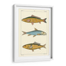 Peces De Agua Dulce Ii - Pretre | Cuadro decorativo de Canvas Lab