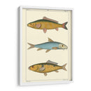 Peces De Agua Dulce Ii - Pretre | Cuadro decorativo de Canvas Lab