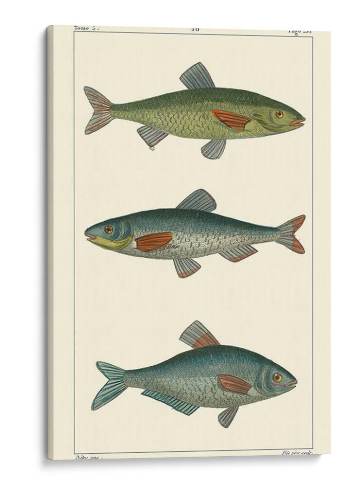 Peces De Agua Dulce Iii - Pretre | Cuadro decorativo de Canvas Lab