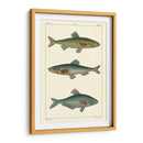 Peces De Agua Dulce Iii - Pretre | Cuadro decorativo de Canvas Lab