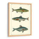 Peces De Agua Dulce Iii - Pretre | Cuadro decorativo de Canvas Lab