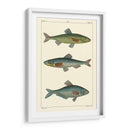 Peces De Agua Dulce Iii - Pretre | Cuadro decorativo de Canvas Lab