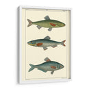 Peces De Agua Dulce Iii - Pretre | Cuadro decorativo de Canvas Lab