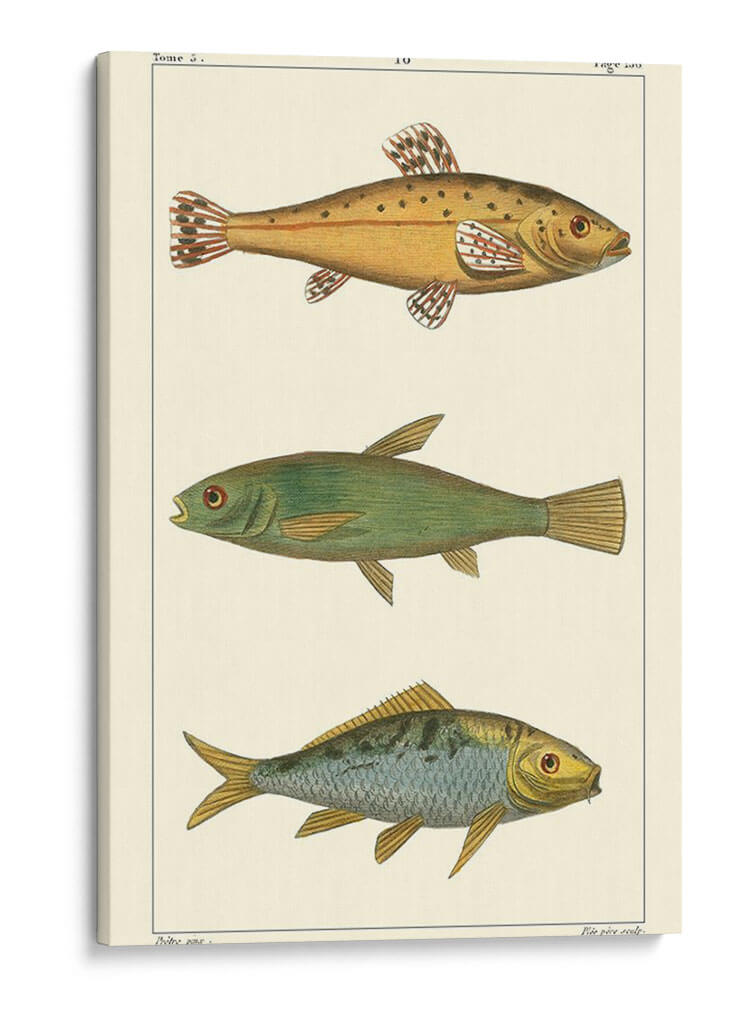 Pescado De Agua Dulce Iv - Pretre | Cuadro decorativo de Canvas Lab