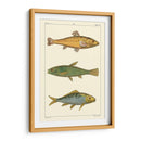Pescado De Agua Dulce Iv - Pretre | Cuadro decorativo de Canvas Lab