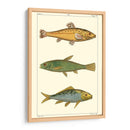Pescado De Agua Dulce Iv - Pretre | Cuadro decorativo de Canvas Lab