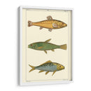 Pescado De Agua Dulce Iv - Pretre | Cuadro decorativo de Canvas Lab