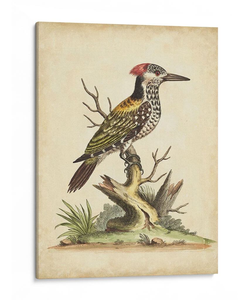 Ua Ch Edwards Woodpecker - George Edwards | Cuadro decorativo de Canvas Lab