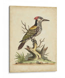 Ua Ch Edwards Woodpecker - George Edwards | Cuadro decorativo de Canvas Lab