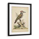Ua Ch Edwards Woodpecker - George Edwards | Cuadro decorativo de Canvas Lab