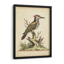 Ua Ch Edwards Woodpecker - George Edwards | Cuadro decorativo de Canvas Lab