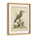 Ua Ch Edwards Woodpecker - George Edwards | Cuadro decorativo de Canvas Lab