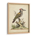 Ua Ch Edwards Woodpecker - George Edwards | Cuadro decorativo de Canvas Lab
