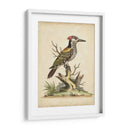 Ua Ch Edwards Woodpecker - George Edwards | Cuadro decorativo de Canvas Lab