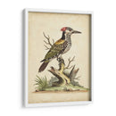Ua Ch Edwards Woodpecker - George Edwards | Cuadro decorativo de Canvas Lab