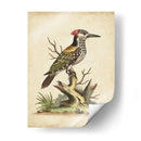 Ua Ch Edwards Woodpecker - George Edwards | Cuadro decorativo de Canvas Lab