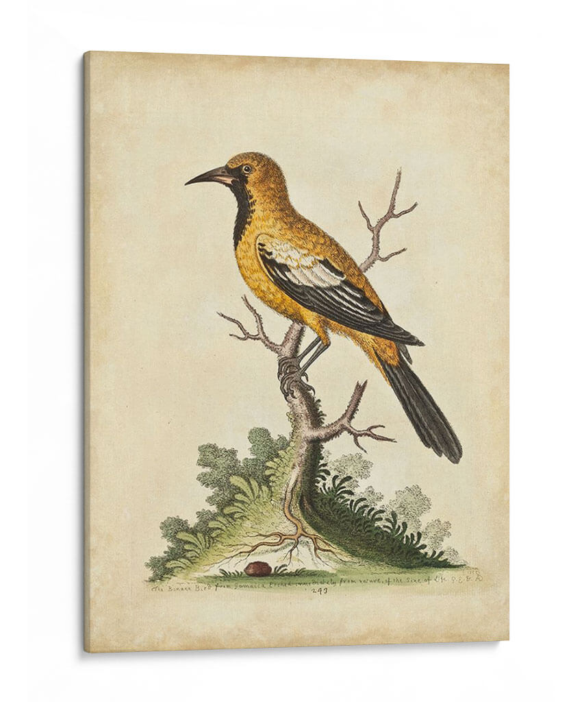 Ua Ch Edwards Gold Finch - George Edwards | Cuadro decorativo de Canvas Lab