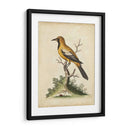 Ua Ch Edwards Gold Finch - George Edwards | Cuadro decorativo de Canvas Lab