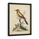 Ua Ch Edwards Gold Finch - George Edwards | Cuadro decorativo de Canvas Lab