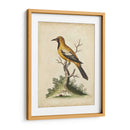 Ua Ch Edwards Gold Finch - George Edwards | Cuadro decorativo de Canvas Lab