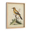 Ua Ch Edwards Gold Finch - George Edwards | Cuadro decorativo de Canvas Lab