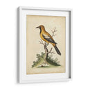 Ua Ch Edwards Gold Finch - George Edwards | Cuadro decorativo de Canvas Lab