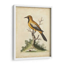 Ua Ch Edwards Gold Finch - George Edwards | Cuadro decorativo de Canvas Lab