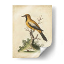 Ua Ch Edwards Gold Finch - George Edwards | Cuadro decorativo de Canvas Lab