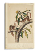 Audubon Squirrel I - John James Audubon | Cuadro decorativo de Canvas Lab