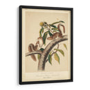 Audubon Squirrel I - John James Audubon | Cuadro decorativo de Canvas Lab