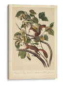 Audubon Squirrel Ii - John James Audubon | Cuadro decorativo de Canvas Lab
