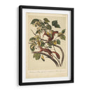 Audubon Squirrel Ii - John James Audubon | Cuadro decorativo de Canvas Lab