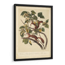 Audubon Squirrel Ii - John James Audubon | Cuadro decorativo de Canvas Lab