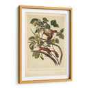 Audubon Squirrel Ii - John James Audubon | Cuadro decorativo de Canvas Lab
