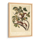 Audubon Squirrel Ii - John James Audubon | Cuadro decorativo de Canvas Lab