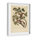 Audubon Squirrel Ii - John James Audubon | Cuadro decorativo de Canvas Lab