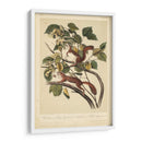 Audubon Squirrel Ii - John James Audubon | Cuadro decorativo de Canvas Lab