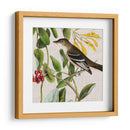 Cultivo Aviar Ii - John James Audubon | Cuadro decorativo de Canvas Lab