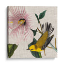 Cultivo Aviar V - John James Audubon | Cuadro decorativo de Canvas Lab