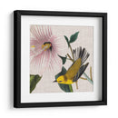 Cultivo Aviar V - John James Audubon | Cuadro decorativo de Canvas Lab
