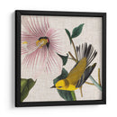 Cultivo Aviar V - John James Audubon | Cuadro decorativo de Canvas Lab