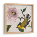 Cultivo Aviar V - John James Audubon | Cuadro decorativo de Canvas Lab