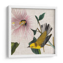 Cultivo Aviar V - John James Audubon | Cuadro decorativo de Canvas Lab