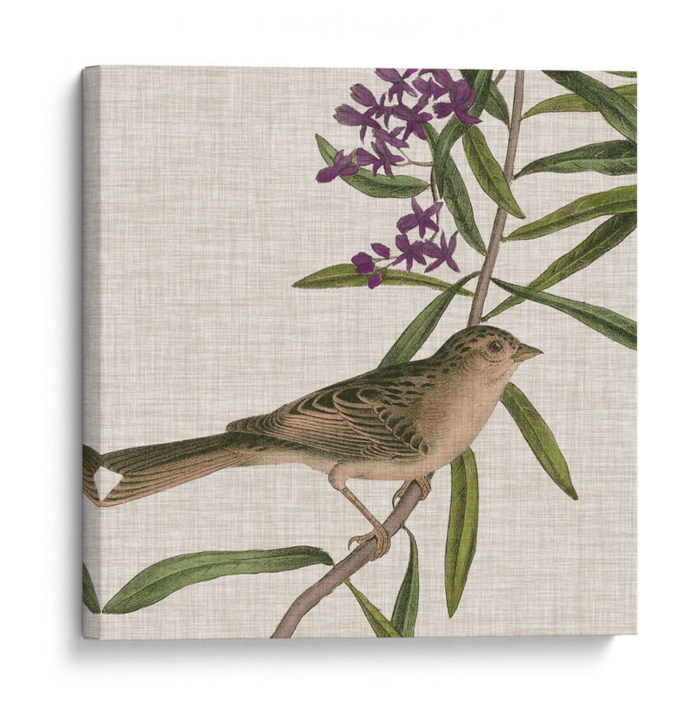 Cultivo Aviar Ix - John James Audubon | Cuadro decorativo de Canvas Lab