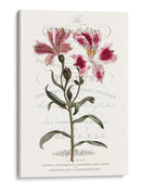 Varietales De Jardín De Flores Ii - Vision Studio | Cuadro decorativo de Canvas Lab