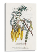 Varietales De Jardín De Flores Iii - Vision Studio | Cuadro decorativo de Canvas Lab