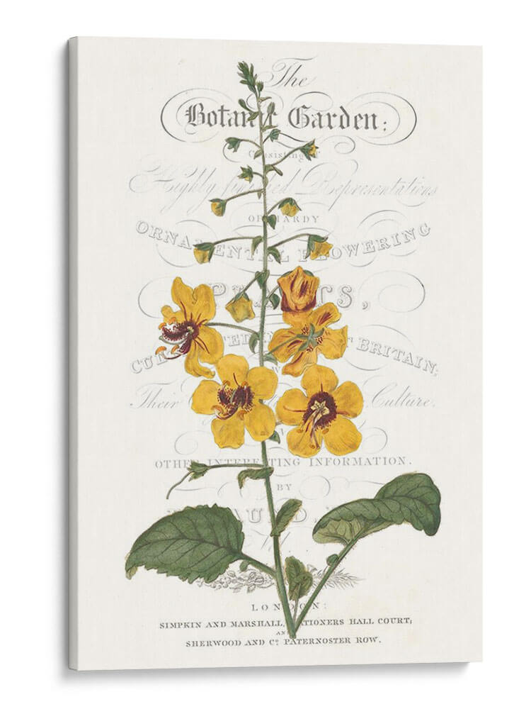 Varietales De Jardín De Flores V - Vision Studio | Cuadro decorativo de Canvas Lab